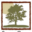 Sunset Grove Country Club logo