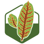 texasoakwilt.org icon