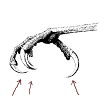 The Claw Models logo