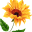 thesunflowerbakeryandcafe.com icon