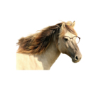 thundersite.com icon