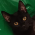 tichq.dev icon