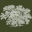 treebeards.com icon