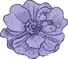 trevorwhiteroses.co.uk icon