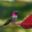 trogon.com icon
