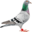 ukpigeonracing.co.uk icon