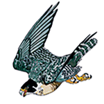 usaref.org icon