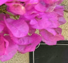 villabougainvillea.eu icon