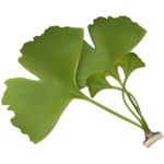 villas-ginkgos.com icon