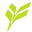 vinebranches.com icon