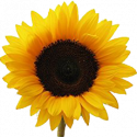 walkingonsunshinerecipes.com icon