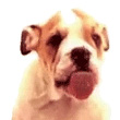 we.dog icon