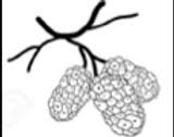 whitemulberrybakery.com icon