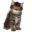 wijzeweeskitten.nl icon