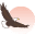 wingstosoaronline.com icon