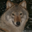 wolfnet.pl logo