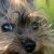 Domain Favicon