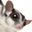 yarrawonga.org icon