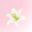 yurililymanga.com icon
