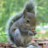 zaqs.org icon